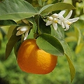 sour orange