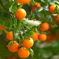 tangerine orange