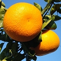 citrus yuzu