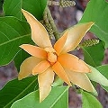 magnolia champaca
