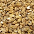 grain malt