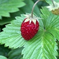woodland strawberry