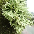 oak moss