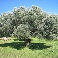 olive wood